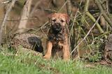 BORDER TERRIER 113